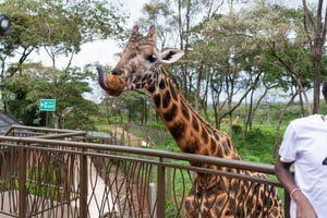 Nairobi: Dagtrip Giraffencentrum