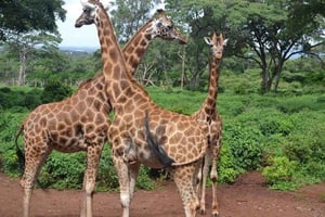 Nairobi : visite du centre des girafes et de l'orphelinat des éléphants
