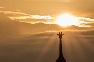 Nairobi: Giraffes, Art, and Hidden Cafés Tour with Lunch