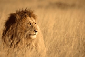 Nairobi: Halvdagssafari i Nairobis nationalpark, privat