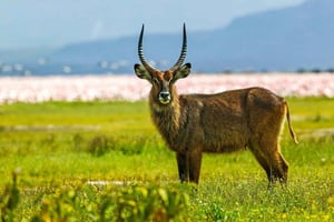 Nairobi: Nationale park Hell's Gate en Lake Naivasha Tour