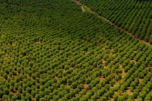 Nairobi: Karunguru kaffefarm-tur