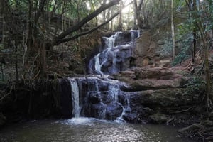 Nairobi: Karura Forest Nature Trail og vandretur