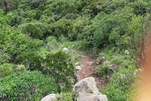 Nairobi: Karura Forest Tour with Picnic Lunch