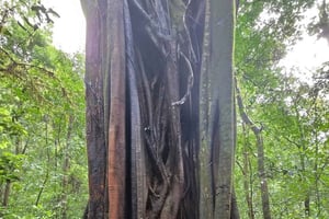 Nairobi: Karura Forest Walk for JKIA Layovers