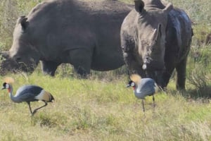 Nairobi: dziecięce safari w Parku Narodowym Nairobi