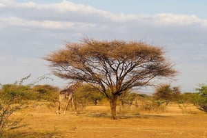 Nairobi: Elementaita-søen og vandretur til den sovende kriger