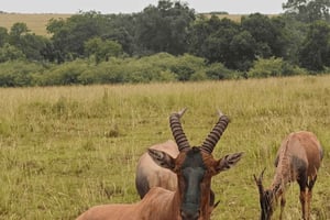 Nairobi: Naivasha-järven venematka ja Crescent Islandin retki