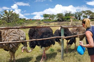 Nairobi: båttur på Naivashasjøen og Crescent Island-tur