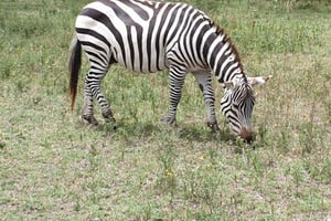 Nairobi: Lake Naivasha Kayak Safari