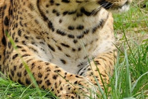 ナイロビ：ナクル湖国立公園サファリ（ランチ付き）