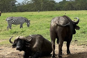 Nairobi: Lake Nakuru Park og båttur på Lake Naivasha