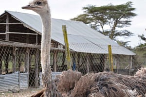 Nairobi: Maasai-strutsefarm-tur med lunsj og guide