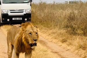 Найроби: Ежедневные сафари в национальном парке Найроби