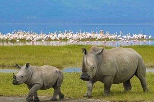 Nairobi: Dagstur til Nakuru nasjonalpark og Naivasha-sjøen