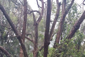 Nairobi: Omvisning til fots i den nasjonale botaniske hagen og naturen