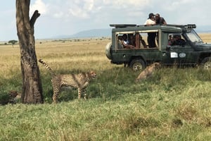 Nairobi: excursión de 1 día al parque nacional y al Centro de Jirafas