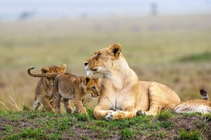 Nairobi: Nationalpark, elefanthem och giraffcenter