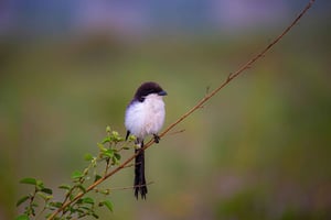 ナイロビ国立公園バードウォッチングツアー（送迎付き）