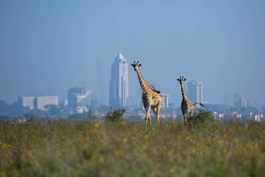 Nationaal park Nairobi-David Sheldrick-Giraffe-Karen Blixen
