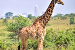 Nairobi National Park: & Elefantbørnehjem 4X4 Jeep-tur