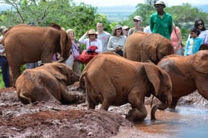 Nairobi: Nationalpark, elefantbørnehjem og giraftur