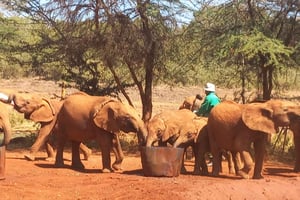 Nairobi: Park Narodowy, Schronisko dla Słoni i Centrum Żyraf