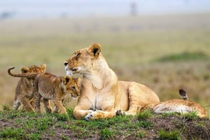 Nairobi: Nasjonalpark, elefantbarnehjem og giraffesenter