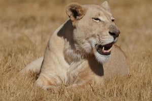 Nairobi: Nationaal park, olifantenweeshuis en Giraffe Center