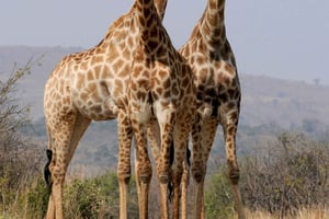 Nairóbi: Parque Nacional, Orfanato de Elefantes e Centro de Girafas