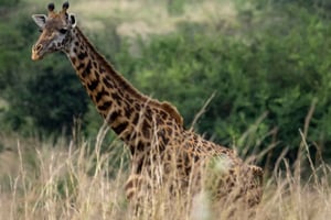 Nairobi: nasjonalpark, elefantbarnehjem og girafftur