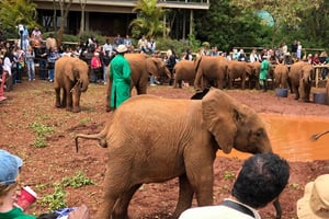 Nairobi; National Park, Elephant Sanctuary & Giraffe Center.