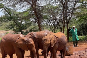 Nairobi nationalpark, elefantreservat och giraffcenter