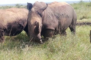 Park Narodowy w Nairobi, słonie, żyrafy i tańce kulturowe