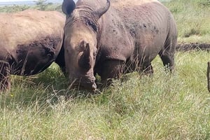 Nairobi National Park, Elephants, Giraffes & Cultural dances