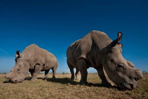 Heldagstur i Nairobi nasjonalpark: Privat 4WD med guide