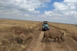 Nairobi-Nationalpark Ganz- oder Halbtagestour mit Guide