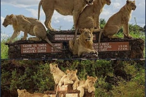ナイロビ国立公園ゲームドライブとゾウの孤児院