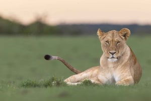 Privat halvdags safari i Nairobi Nationalpark