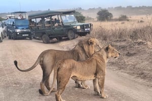 Safari guidé au parc national de Nairobi pour les passionnés de faune