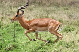 Nairobi nationalpark halv dag/full dag Game Drive