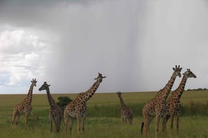 Halvdags safari i Nairobis nationalpark