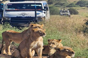 Nairobi Nationalpark: 5-timers guidet safari med gratis afhentning