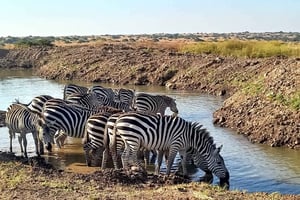 Nairobi Nationalpark: Halvdagstur i gruppe med afhentning