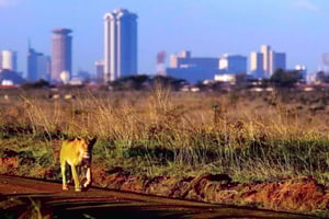 Nairobi nationalpark: Halvdagsutflykt eller dagsutflykt vid privat övernattning