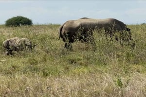 ナイロビ国立公園の朝または夕方のサファリツアーをご案内いたします