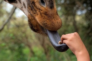 Nairobin kansallispuisto: Nairobi: Orpokoti ja kirahvikeskus 4X4 Tour: Orphanage & Giraffe Centre 4X4 Tour