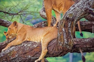 Nairobi : safaris privés au lever ou au coucher du soleil