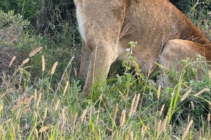 Park Narodowy Nairobi, Sheldricks i Centrum Żyraf + odbiór