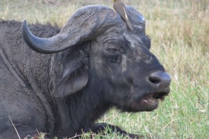 Nairobi Nationalpark: Solopgangs- og solnedgangsture